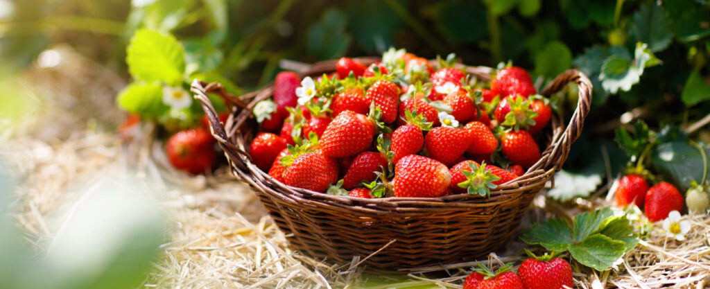 Strawberry festival in hindi meghalaya